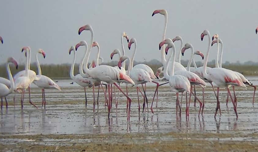 Trip to Mannar Bird Sanctuary