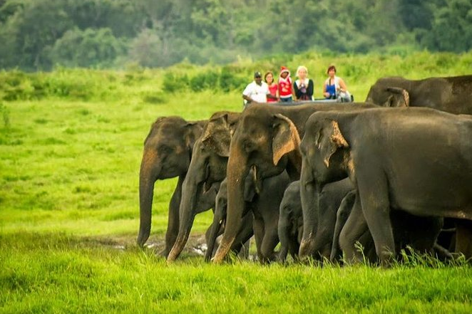 Udawalawe National Park Reserve Cab Service